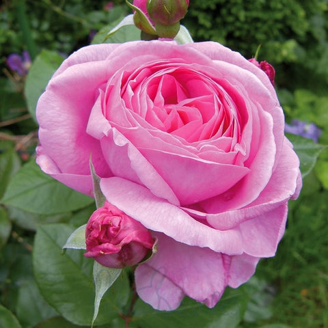 Pink rose bloom on a stem with buds and green leaves in outdoor setting