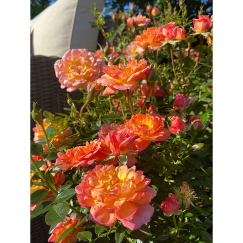 Blooming orange-pink rose plant with leafy stems and buds in a pot
