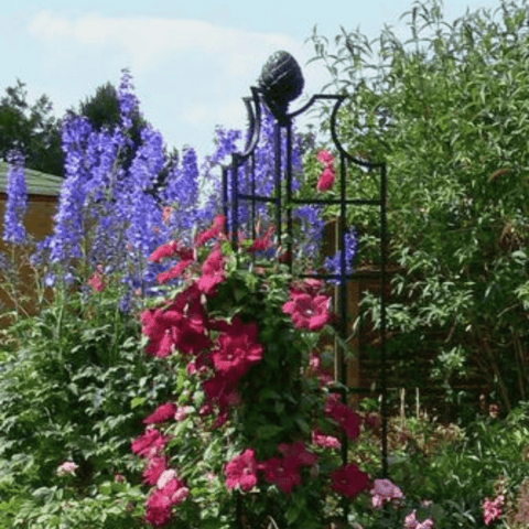 Black metal garden obelisk trellis with curved top, surrounded by pink and purple blooms