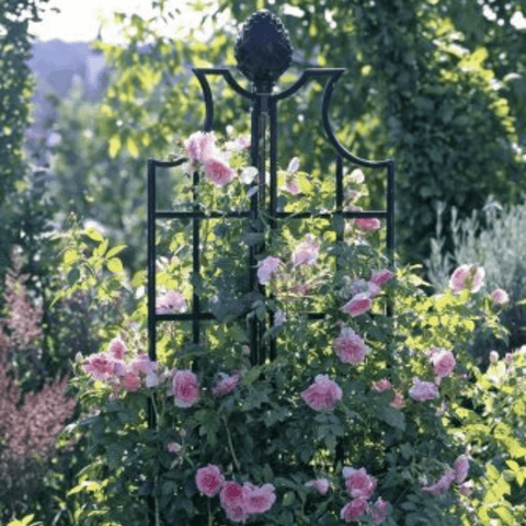 Black wrought-iron rose obelisk with curved arms, grid panels, and top cap finial
