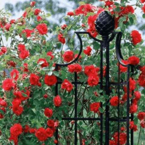 Black wrought-iron rose obelisk with arched scroll arms and tiered frame among red blooms