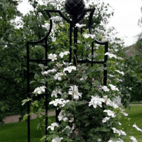 Black wrought-iron rose obelisk with lattice panels and top finial, surrounded by white flowers