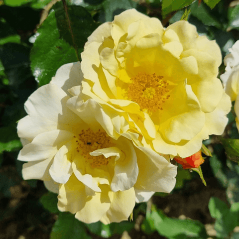 Ashton Wold yellow and white rose with ruffled petals and golden center