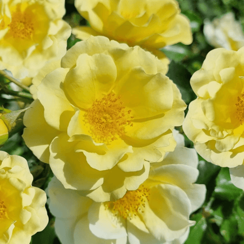 Ashton Wold pale yellow rose flower close-up with textured golden stamens
