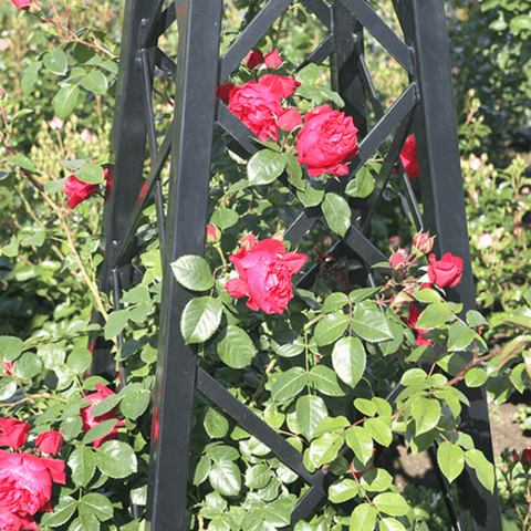Black metal pyramid garden obelisk with climbing red roses and green leaves