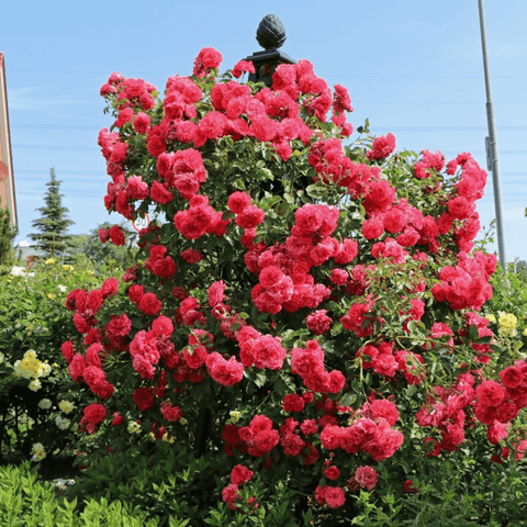 Malmaison pyramid garden obelisk covered with red climbing roses