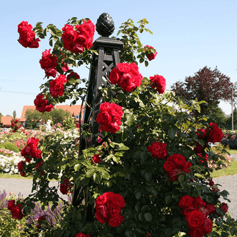 Malmaison pyramid garden obelisk with black lattice and red rose blooms
