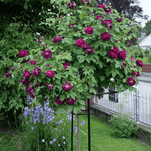 Black metal umbrella support stand holding a flowering canopy, garden setting