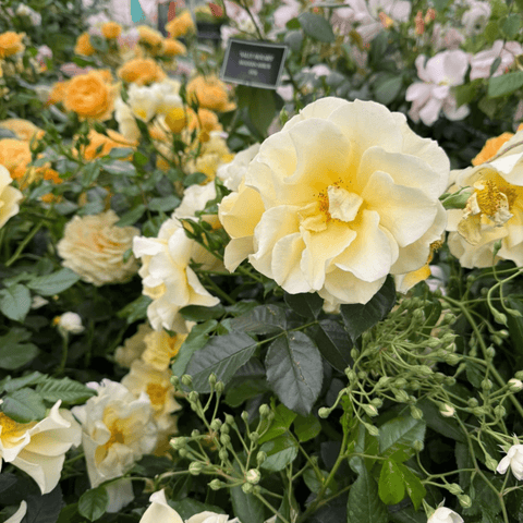 Ashton Wold cream-yellow rose bloom cluster with green leaves