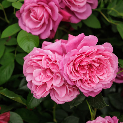 Pink rose blooms with layered petals and green leaves on a rose plant