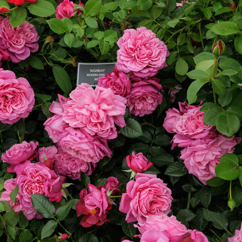 Cluster of pink rose flowers with green leaves on a flowering rose plant