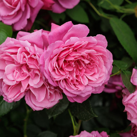Close-up of bright pink rose blooms with layered petals and green foliage