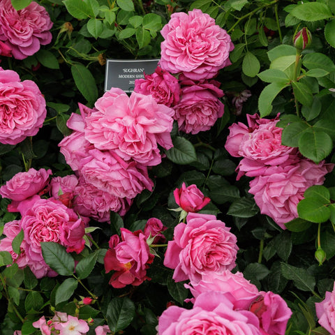 Multiple pink rose flowers with green leaves on a dense rose shrub