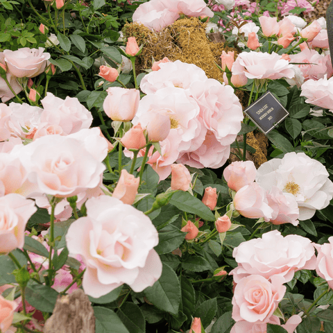 Light pink shrub rose flowers with green leaves and small peach buds