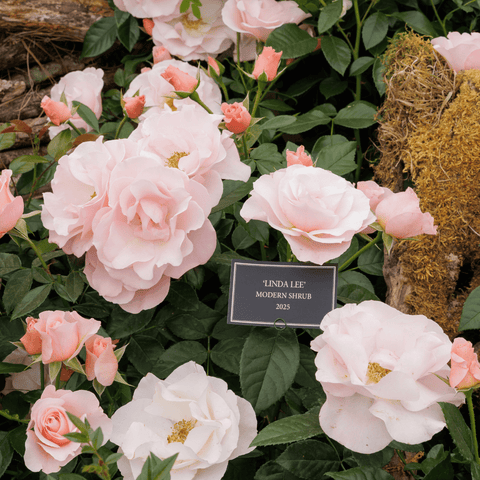 Light pink shrub rose flowers and buds with green leaves beside a soil mound