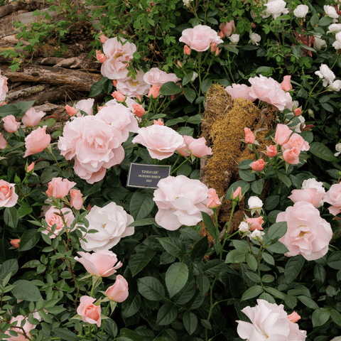 Pink rose plant with pale blooms, green leaves, and a wrapped root ball