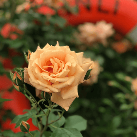 Peach-orange single rose bloom with buds and green stems
