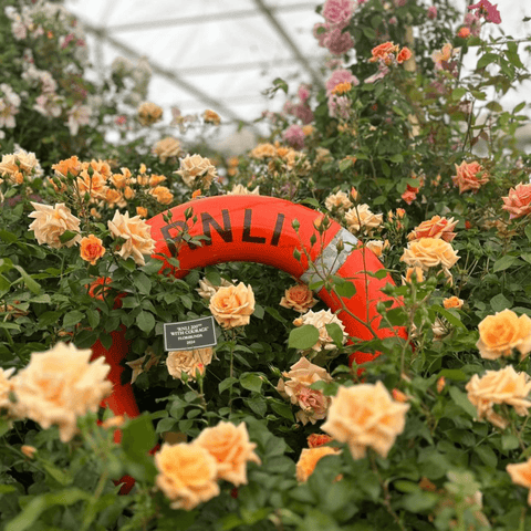 Orange and cream roses filling a greenhouse with dense green foliage