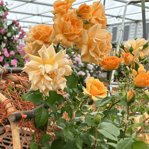 Cluster of orange and cream double rose blooms with green leaves