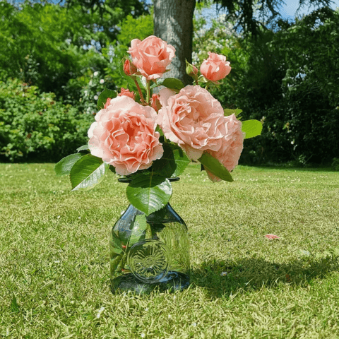 Athenaeum Rose bouquet with peach-pink blooms and green leaves in blue glass vase