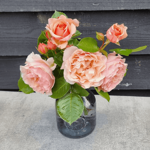 Athenaeum Rose bouquet of peach-pink roses in dark blue vase with green leaves