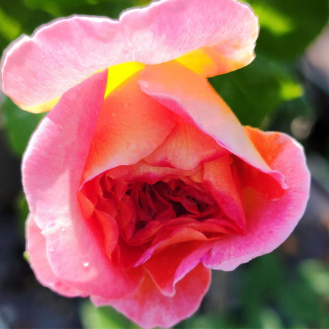 Pink rose bloom with coral center and bright yellow petal highlight