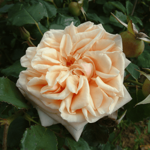 Cream peach double rose bloom with layered petals and pointed center, on green leaves