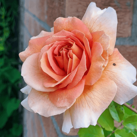 Bare-root rose flower with peach and white layered petals