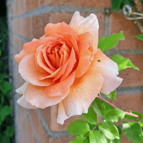 Bare-root rose flower with peach center, white petals, green leaves