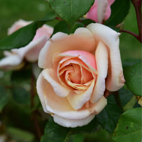 Light peach double rose in close-up, layered petals curling around a pale center