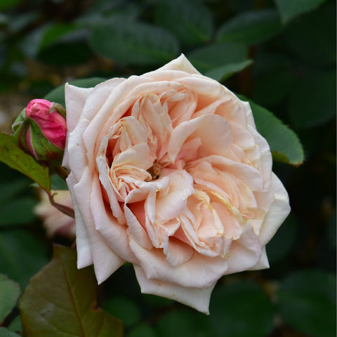 Pale cream double rose bloom with peach inner petals and a few buds on stems