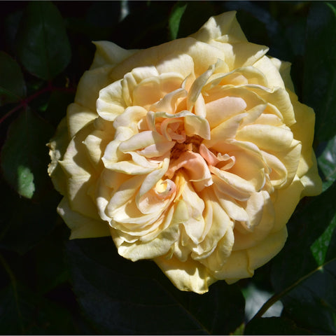 Yellow cream double rose flower with ruffled petals and warm orange center on leaves