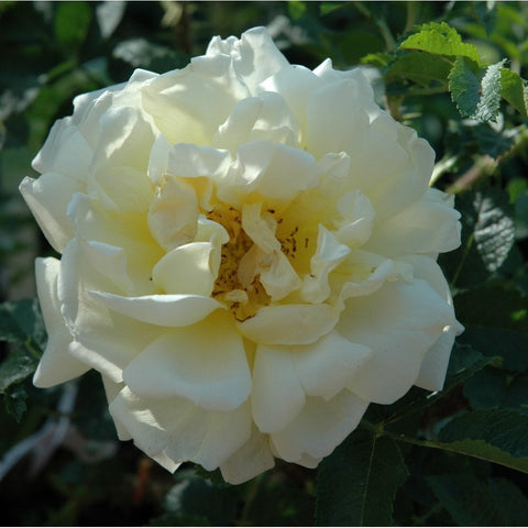White rose flower with layered petals and yellow center