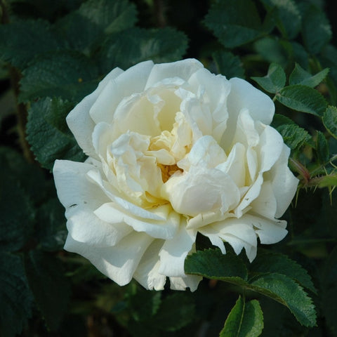 Cream-white rose bloom with ruffled petals and hints of yellow