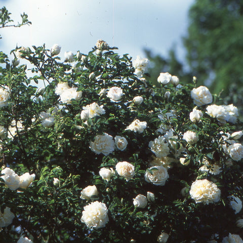 Cluster of cream-white rose flowers on leafy green shrub