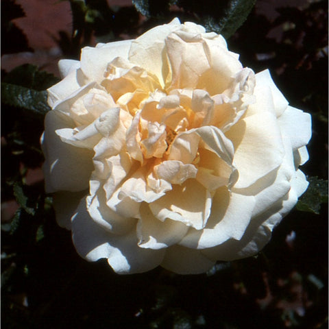 Cream-white rose bloom with layered petals and warm yellow center