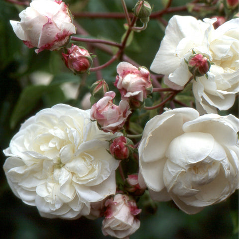 Cream and blush rose blooms with unopened buds on branching stems