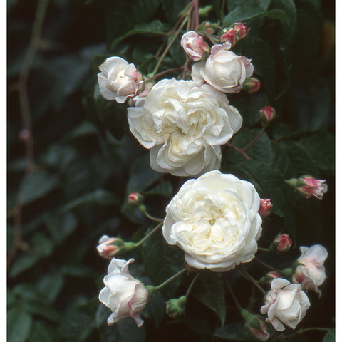 Cluster of cream rose blooms and buds on branching stems