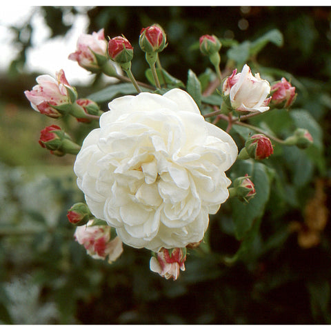 Large cream rose bloom with red-pink buds on branching stems