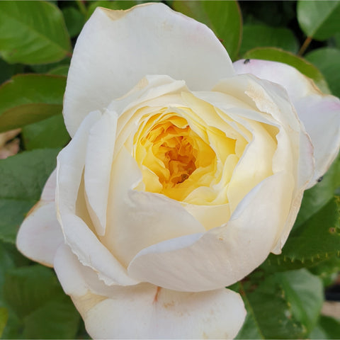Cream-white double rose bloom with yellow center
