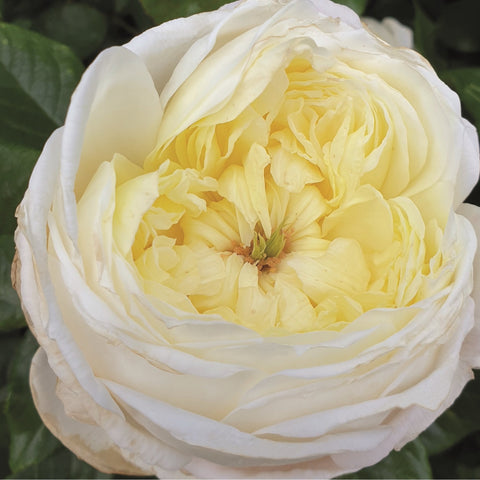 Pale cream double rose bloom with layered ruffled petals