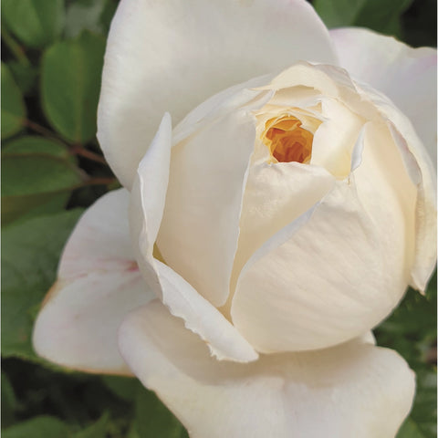 White rose bloom with warm yellow center and soft ruffled petals