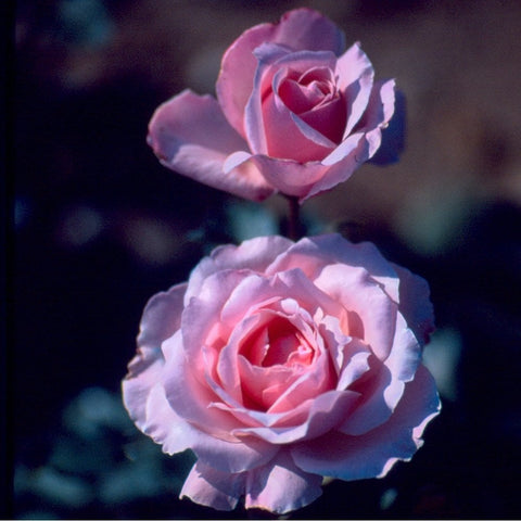 Two pink rose blooms with layered petals and green foliage