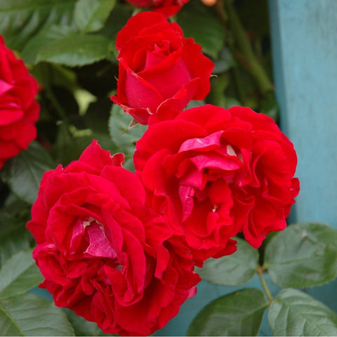 Red double rose bloom with layered petals and green leaves on a rose plant