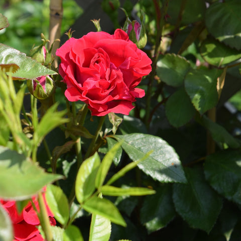 Red rose bloom on a stem with green leaves and surrounding flower buds