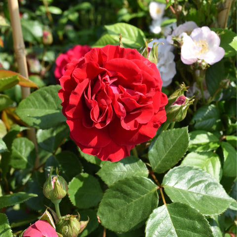 Red rose bloom with layered petals, green leaves, and tight flower buds