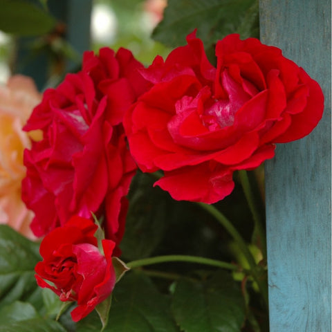 Red rose blooms growing beside a blue-gray wooden post with green leaves
