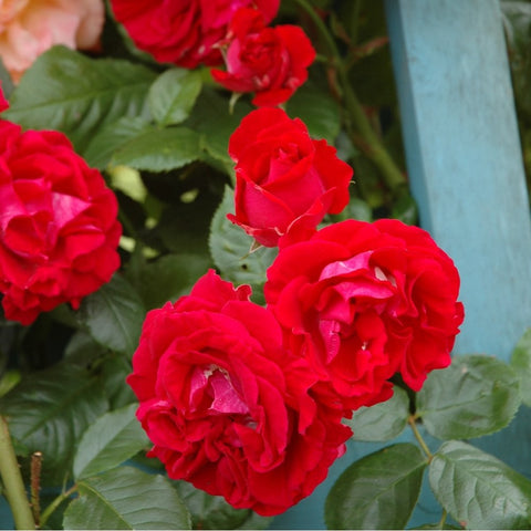 Cluster of red rose blooms with green leaves growing beside a wooden post