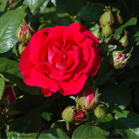 Single red rose bloom with visible center, green leaves, and nearby buds