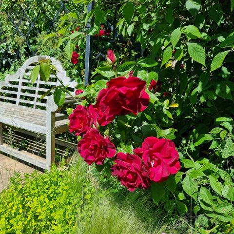 Cluster of red rose blossoms on a leafy shrub with surrounding green leaves